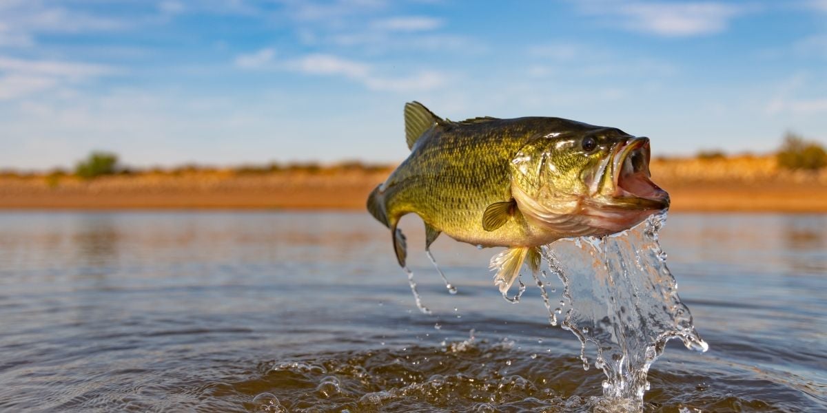 Freshwater Fish and 'Forever Chemicals' Health Issues