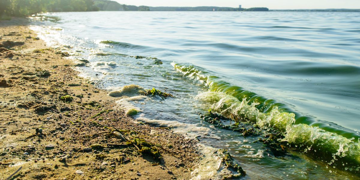 New Study Raises Concern About Airborne Exposure to Toxic Algae Blooms