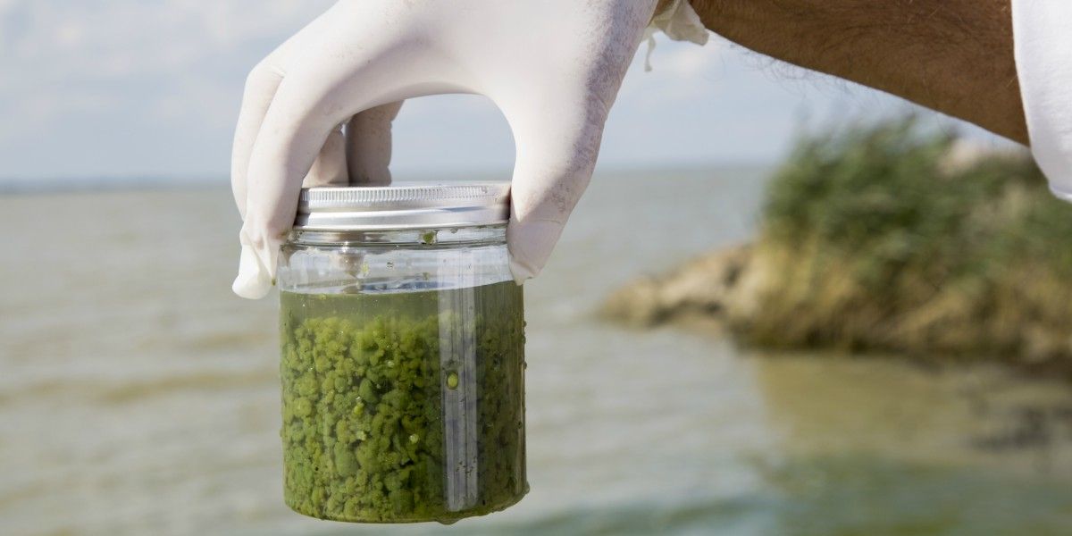 Algae Outbreak Poisons Another City’s Drinking Water Environmental