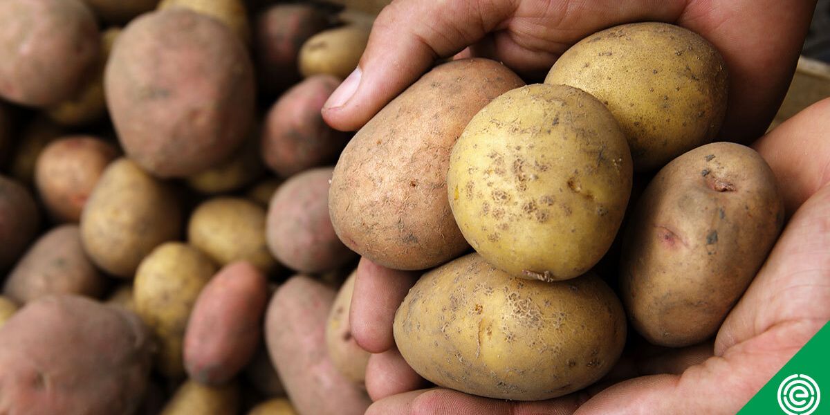 National Potato Giant Uses Obscure Leasing Scheme To Skirt