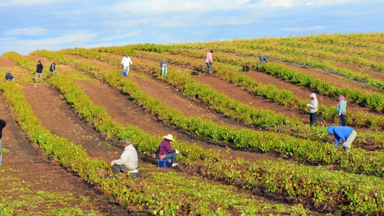 Workers on a Kern County, California vineyard