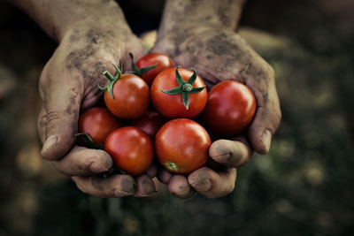 hands holding tomatoes