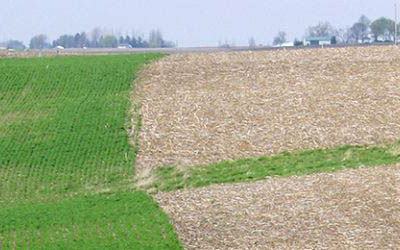 landscape showing cover crops