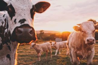 Fighting the climate crisis: It’s the cow and the how