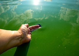 Blue-green blues: Summertime is the season for toxic algae
