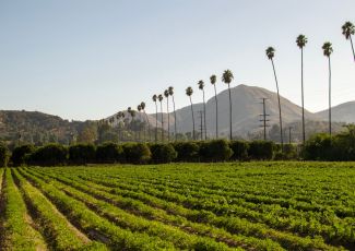 Study: Communities of color at greatest risk  of pesticide exposure in Ventura County, Calif.