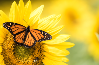 Yet another pollinator, the monarch butterfly, is being threatened by toxic pesticides