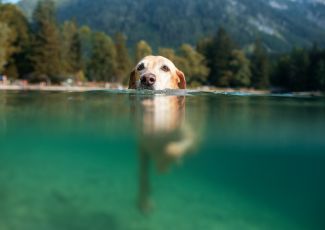 Dogs still not safe from toxic algae blooms in 2022