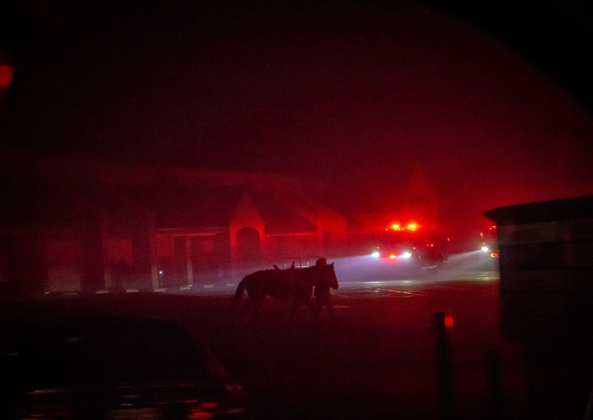 Horses being evacuated from Paradise, Calif. during the 2018 Camp Fire