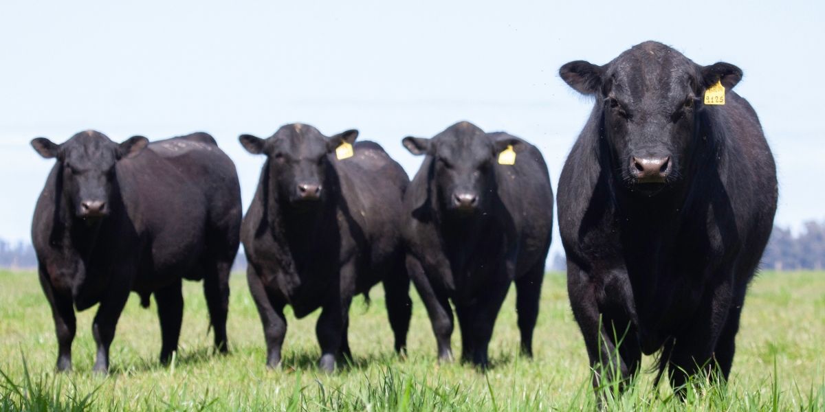 Tyson Foods agrees to stop making ‘net-zero’ and ‘climate-smart beef’ claims