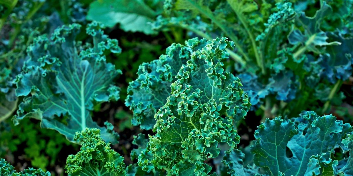 Однолетняя капуста. Дюма f1 капуста. Капуста голландской селекции среднеспелая. Дикая однолетняя капуста признаки. Кергеленская капуста.
