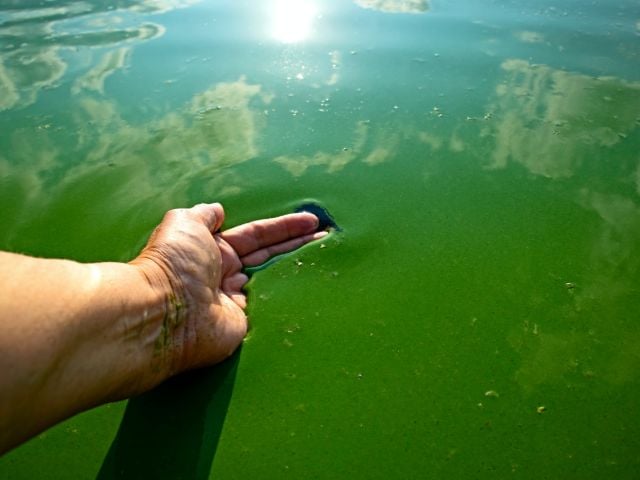 Person running their hand through an algae bloom