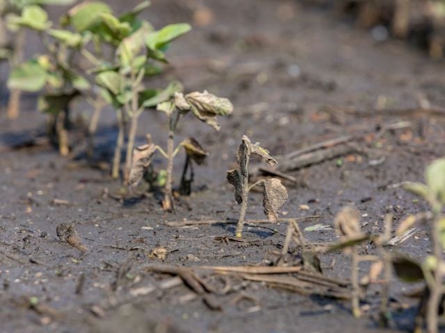 Soybean crop damaged by flooding