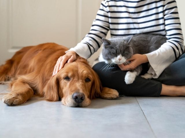 Person holding a cat and petting a dog