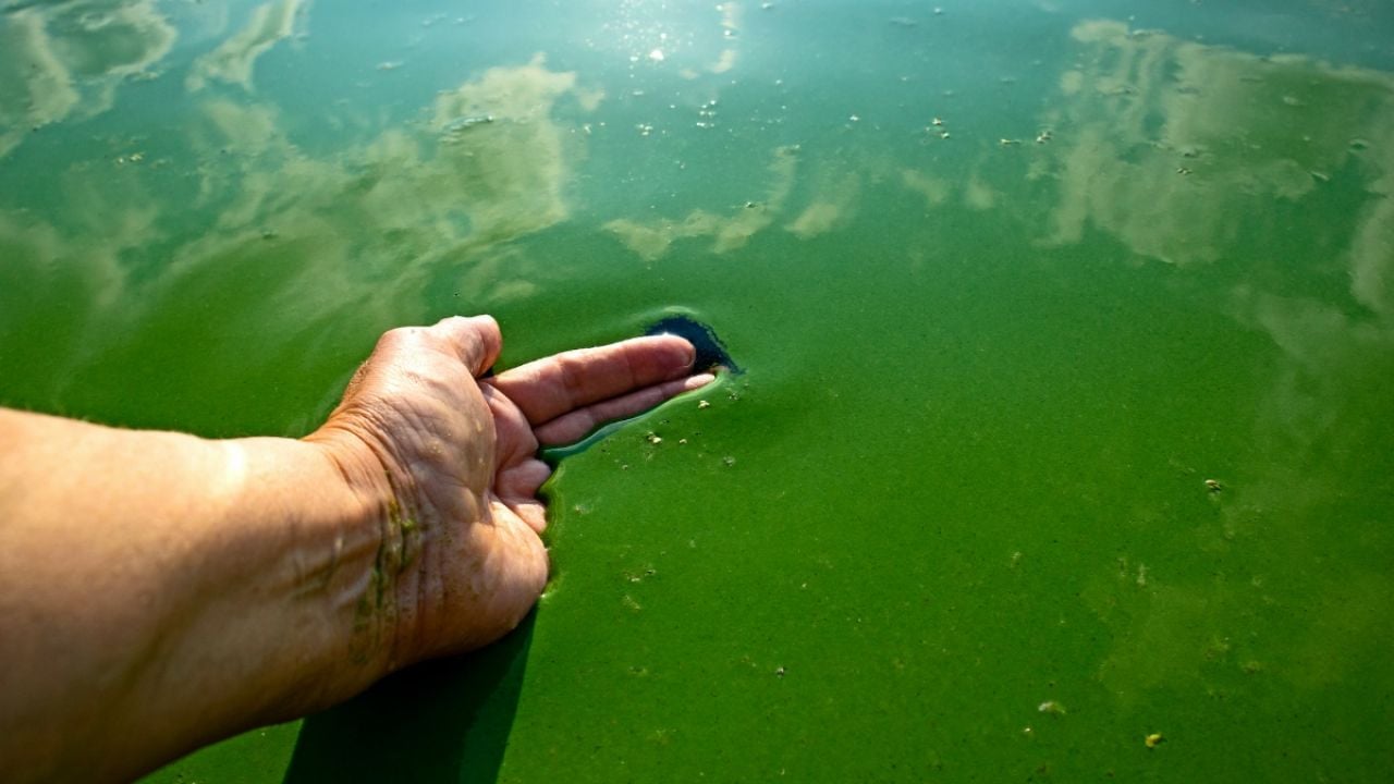 Person running their hand through an algae bloom