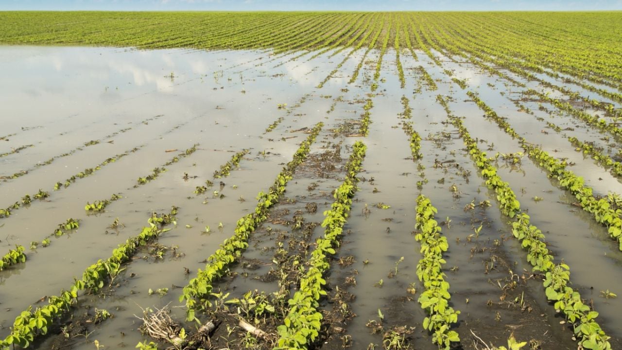 Flooded soybean field