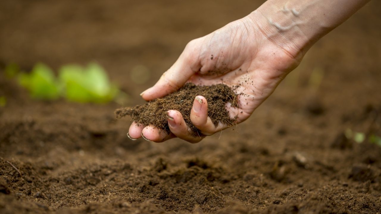 Person holding dirt