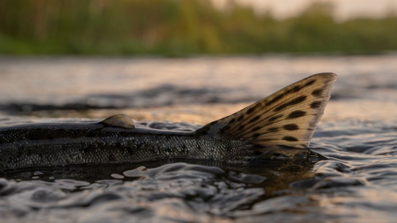 Salmon tail