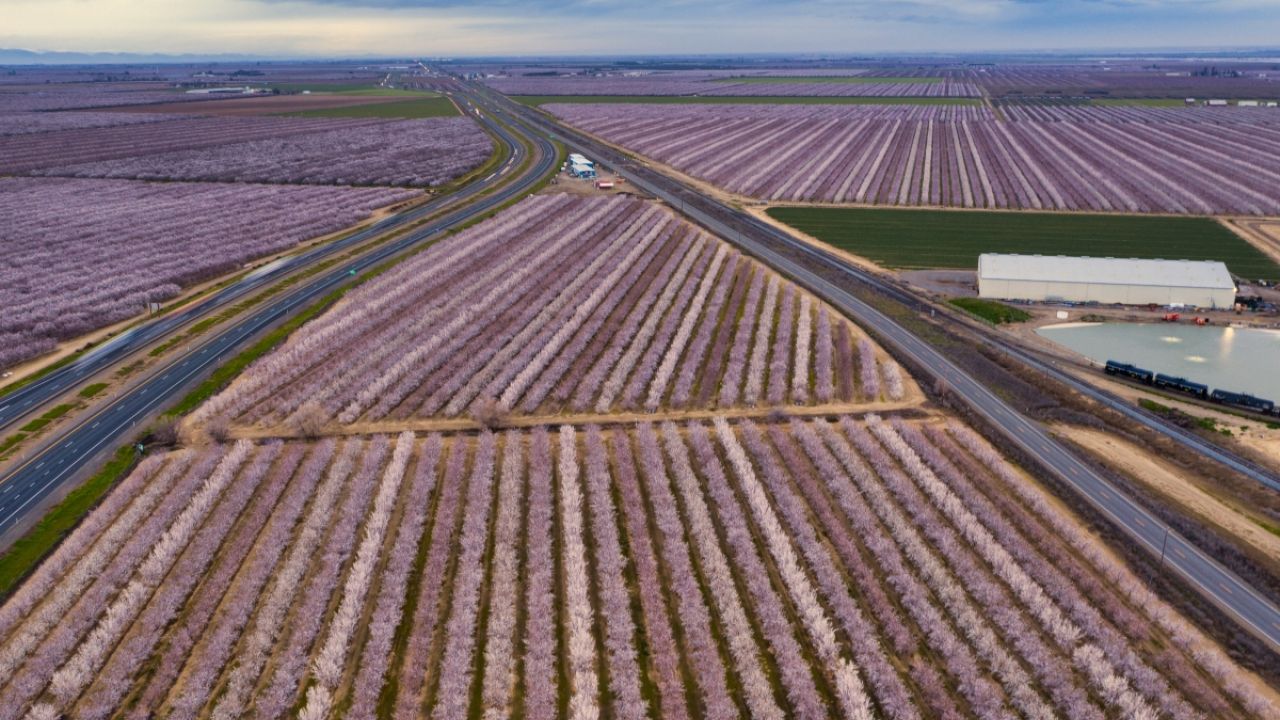 Almond fields in Stanislaus County, CA