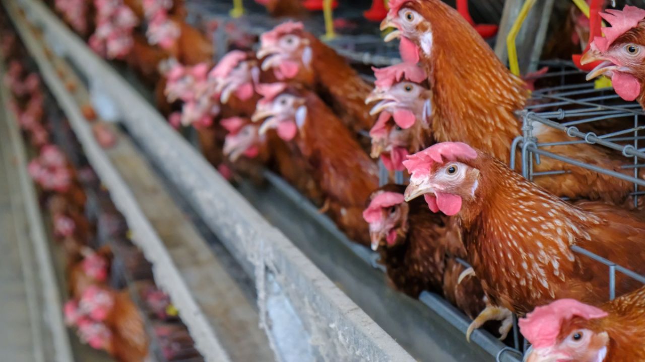 What Parents Need To Know About Animal Factory Farms | Environmental  Working Group