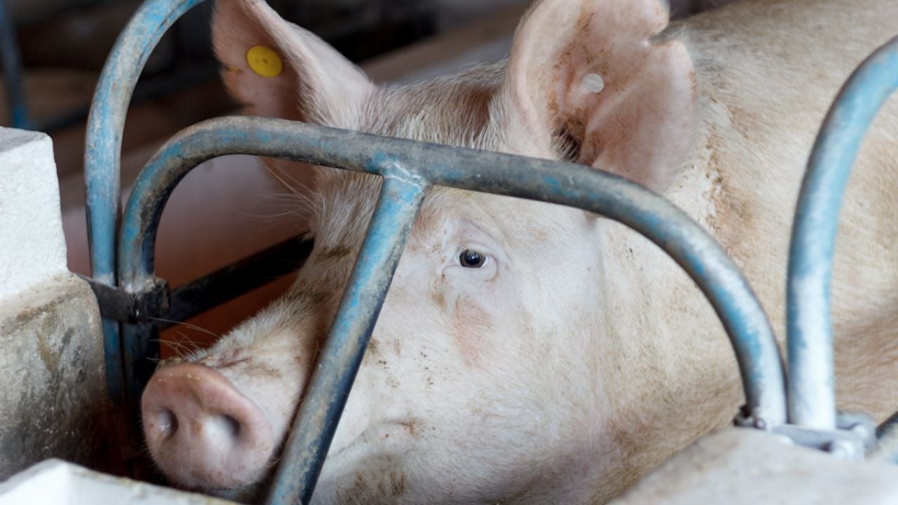 Duke University Study: N.C. Residents Living Near Large Hog Farms