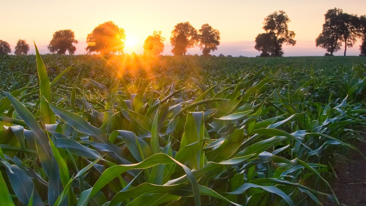 Sun rising over corn field